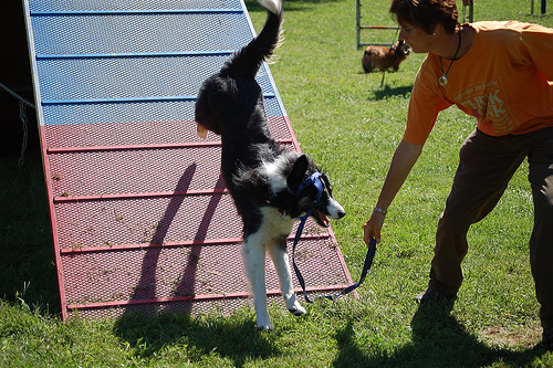 Dog Agility Benefits