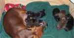 Litter of puppies with mother dog