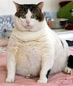 A very fat cat