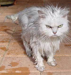 washing pets - an angry wet cat