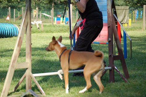 dog agility training