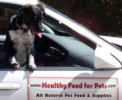 Lucy in the Healthy Food for Pets Car