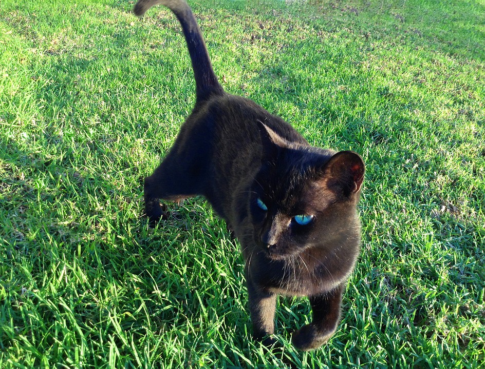 Black Cat Walking in Pet Friendly Yard