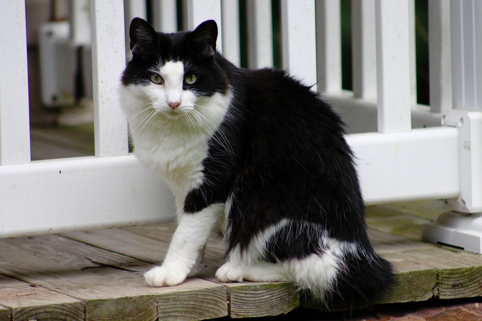 Cat Sitting Outside by Door