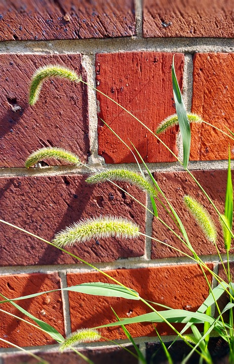 Foxtail Grass and dogs