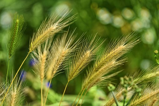 Foxtail Grass and dogs