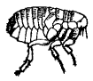 flea (1)