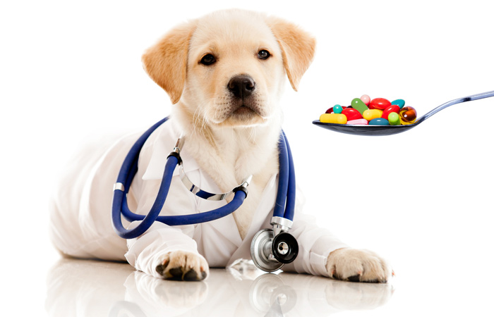 defense against pet disease