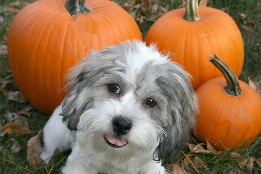 feed pumpkin to your pet