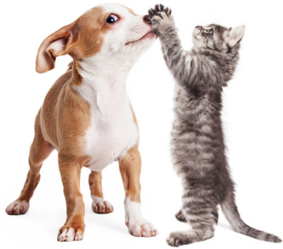 Cat and dog playing after taking LumaPet digestive and immune support supplement.