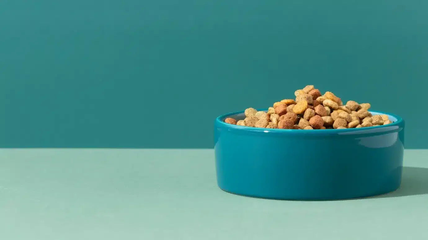 Life’s Abundance Dog Food: How Your Dog’s Diet Shapes Their Behavior