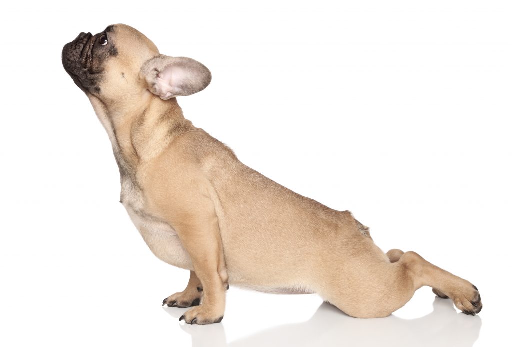 Dog in yoga pose. French bulldog pup on a white background