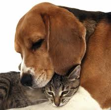 Image of a dog and cat being introduced