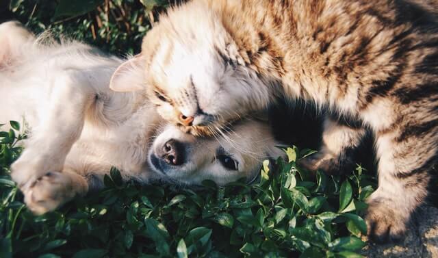 A dog and a cat using StemEhance lying on grass.