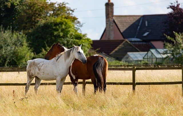 StemEnhance for Horses