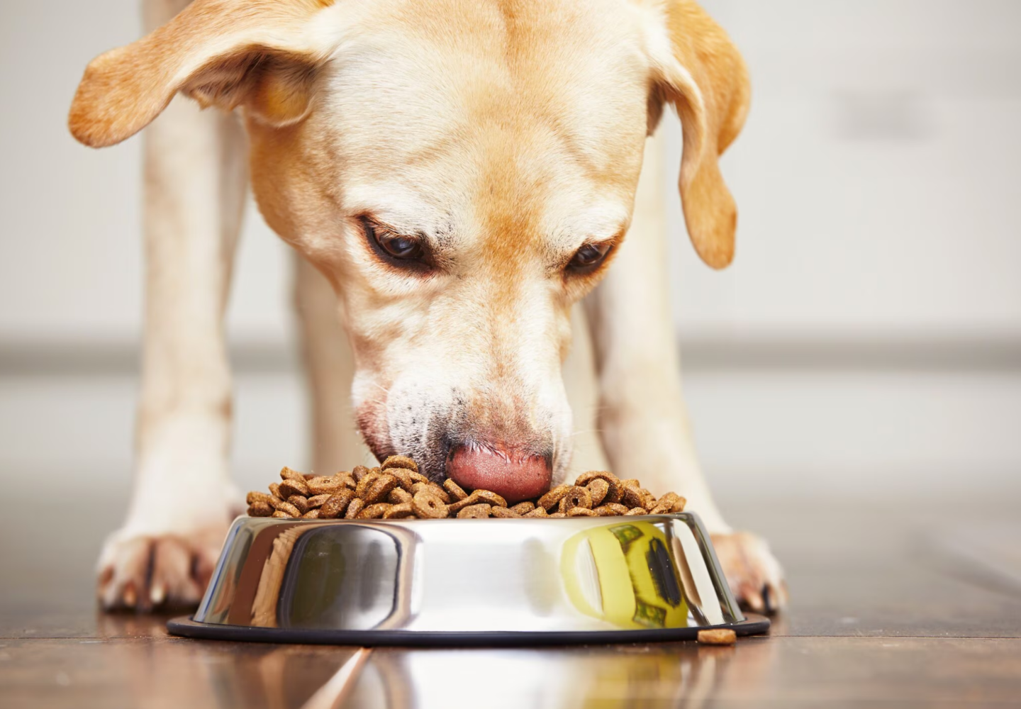 How Specialized Veterinary Dog Foods Aid in Recovery After Surgery or Illness