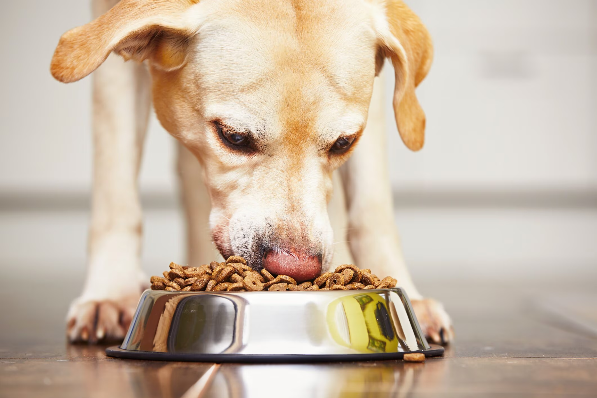 How Specialized Veterinary Dog Foods Aid in Recovery After Surgery or Illness