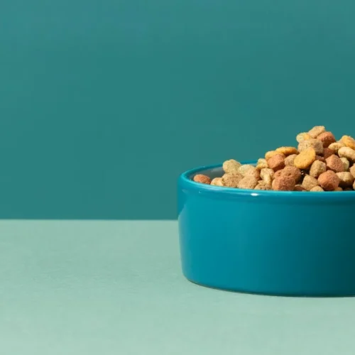 Life’s Abundance Dog Food: How Your Dog’s Diet Shapes Their Behavior